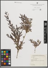 Foto von Salix purpurea L.